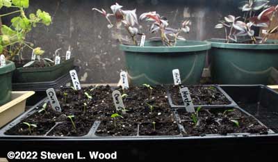 Vinca and hostas transplanted