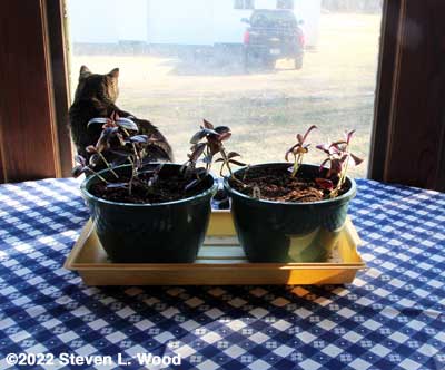 Tradescantia zebrina and cat on dining room table
