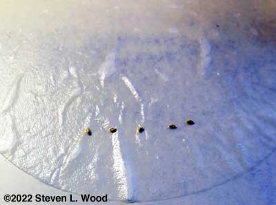 Geranium seeds on coffee filter