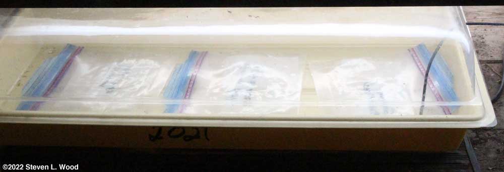 Bags of geranium seed over heat mat