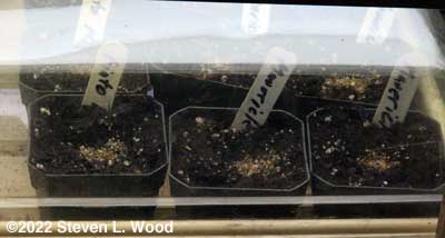 Geranium seeds in pots under lights over soil heating mat