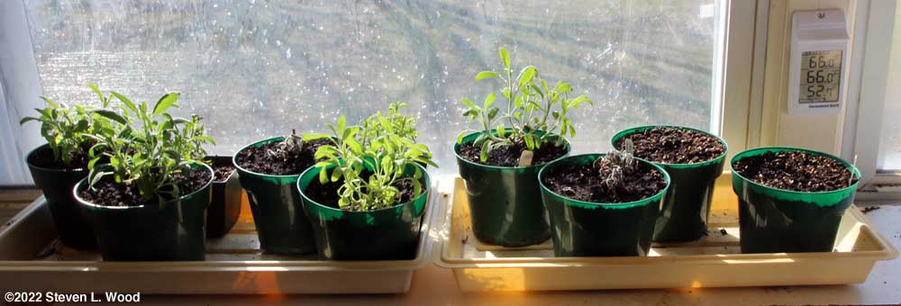 Plants in sunroom
