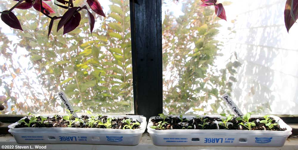 Egg carton petunias