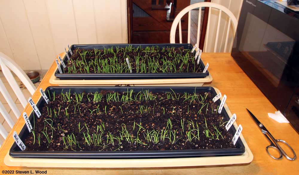 Onion plants after trimming