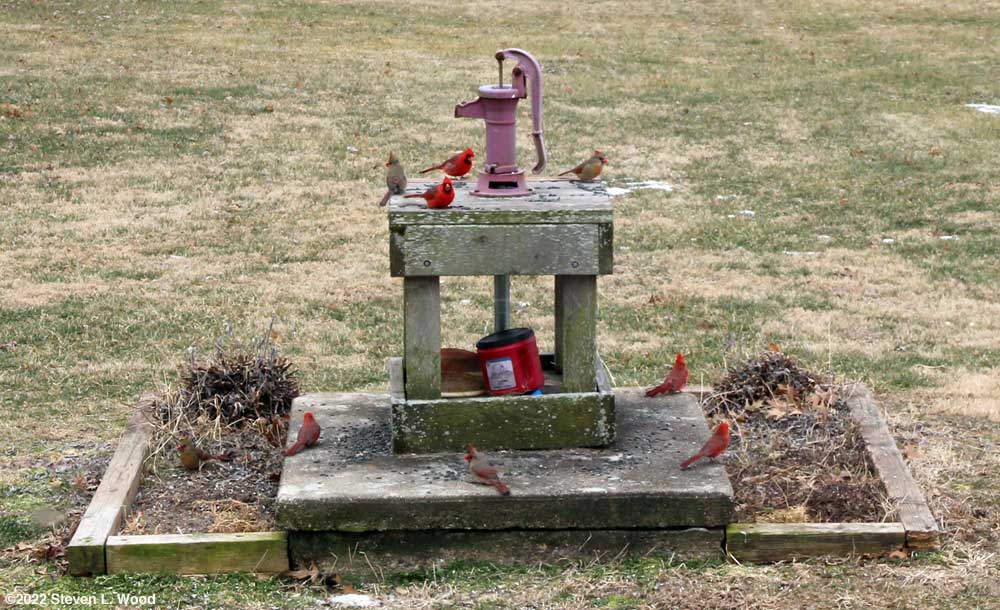 Cardinals on our shallow well