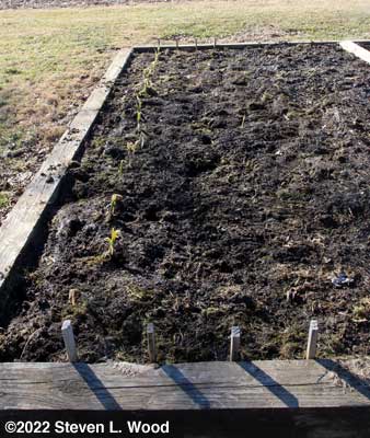 Mulch cleared from garlic area