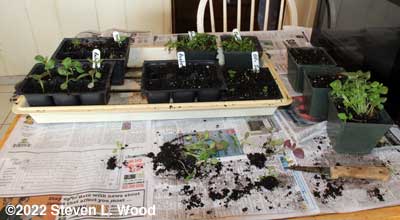 Transplanting from communal pots to inserts