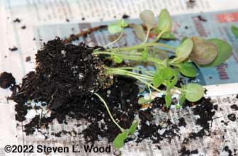 Teasing apart snapdragon plants