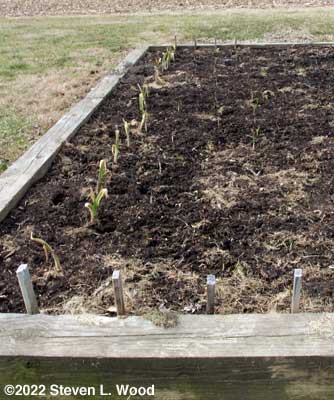 Garlic emerging