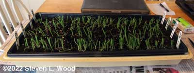 Onions after trimming