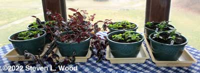 Vince, tradescantia zebrina, and petunias on dining room table