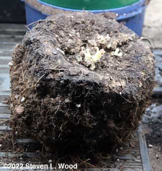 Huge gloxinia corm exiting dormancy