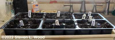 Brassicas started