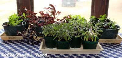 Plants on dining room table during freezing weather