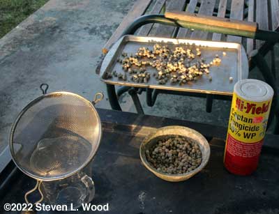 Treating pea seed with Captan