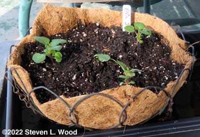 Trailing impatiens in coco basket planter