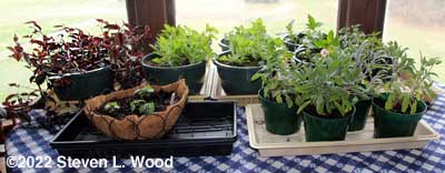 Plants back inside - March 19, 2022