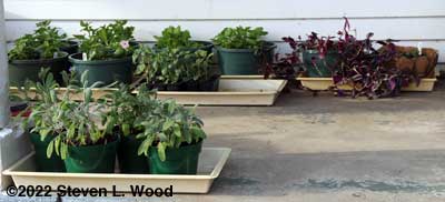 Plants on porch - March 20, 2022