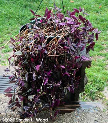 Old Wandering Jew plant on back porch