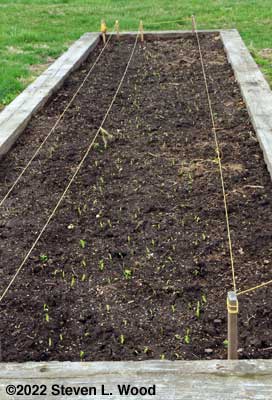Early peas emerging