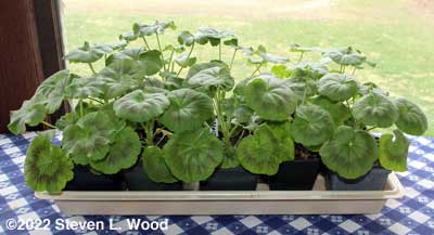 Geraniums on dining room table