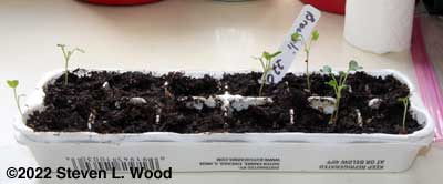 Broccoli started in egg carton