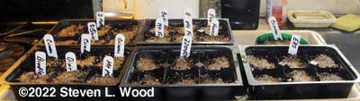 Flat of seeded peppers and tomatoes