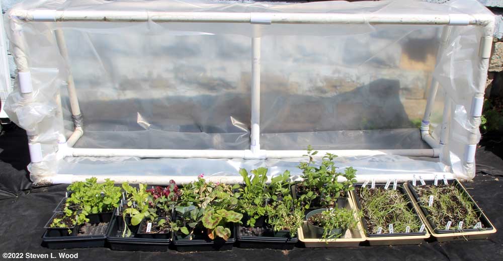 Plants under cold frame - April 9, 2022