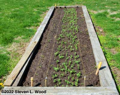A nice stand of peas