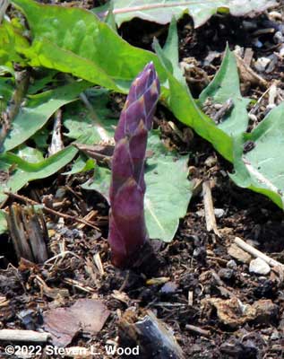 Our first asparagus of the season