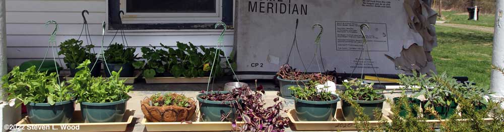 Plants back outside on the back porch