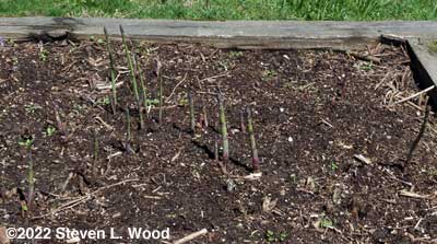 Our raised asparagus bed begins to produce