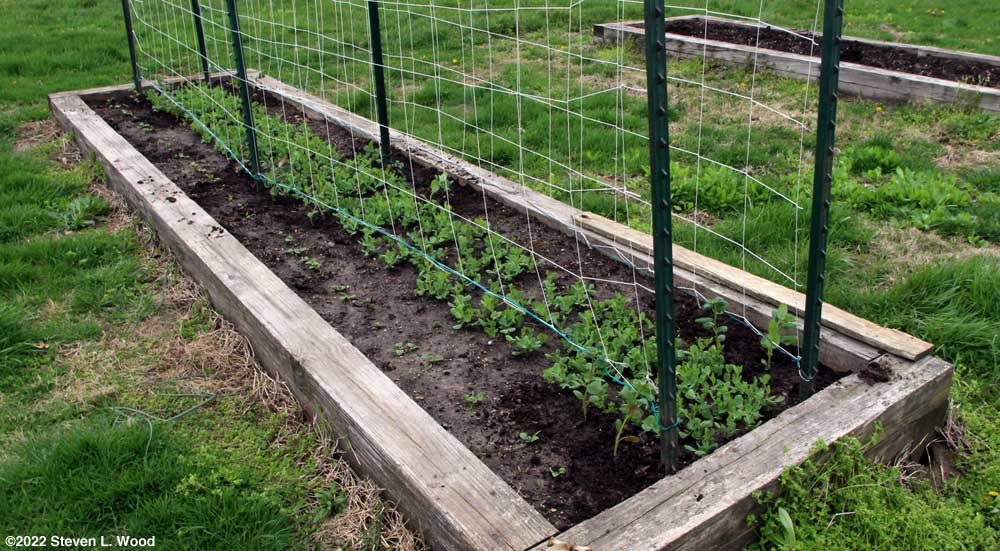 Raised bed of spinach, early peas, and a few snapdragons