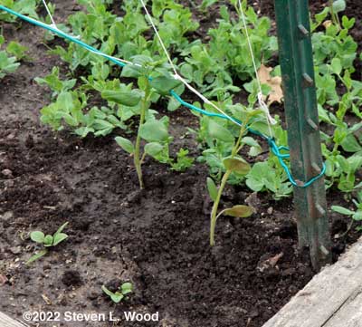 Snapdragons around early peas