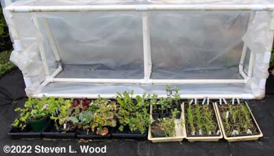 Transplants under cold frame