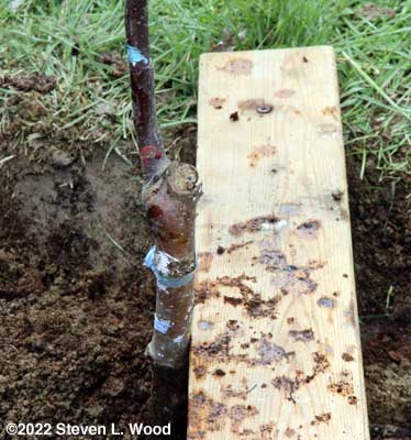 Making sure the graft was above soil level