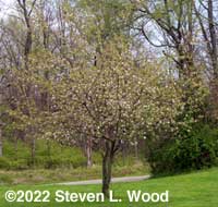 Apple tree in bloom