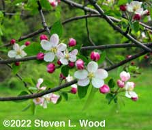 Apple Blossoms 1