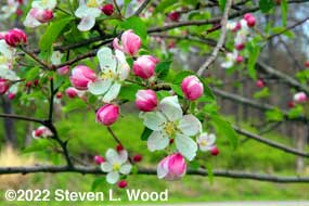 Apple Blossoms 3