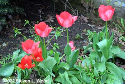 Tulips 1