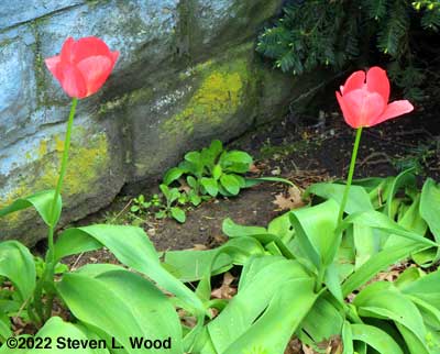 Tulips 2