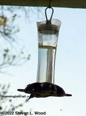 Hummingbird on far side of feeder