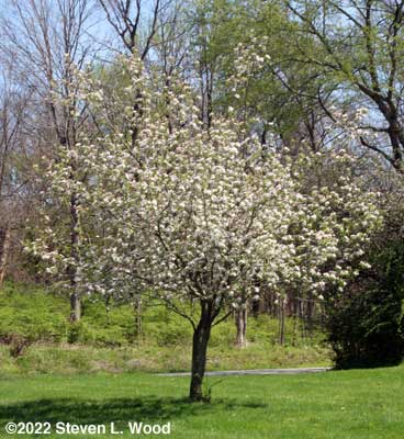 Apple tree in bloom - April 23, 2022