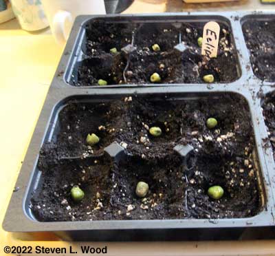 Seeding Eclipse Peas