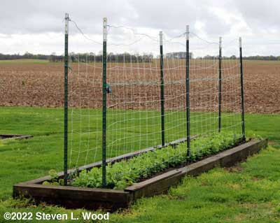 Our early peas