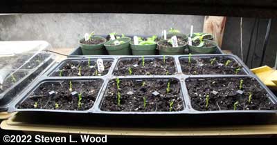 Eclipse peas up