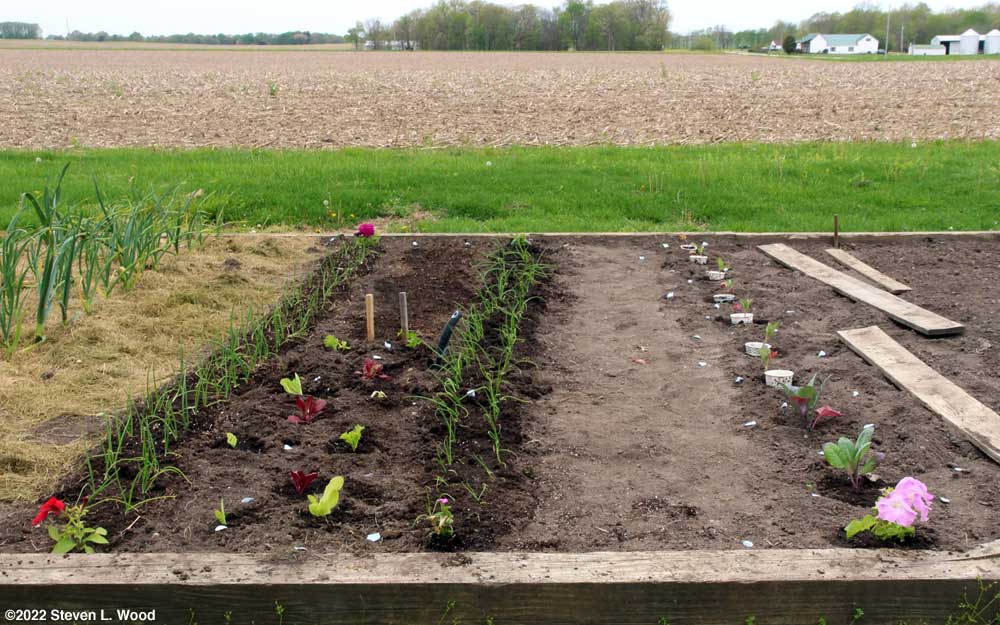 Onions, cauliflower, celery, and lettuce transplanted
