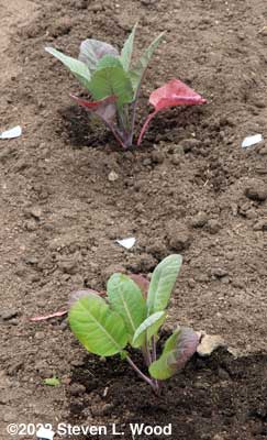 Two very healthy Violet of Sicily cauliflower transplants