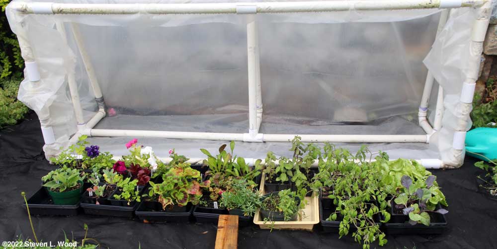 Transplants under cold frame