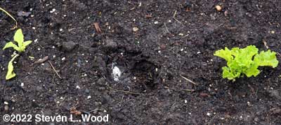 Deer track between two lettuce plants
